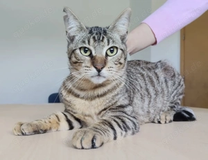 LENNY- etwas schüchtern, liebevoll, sozial