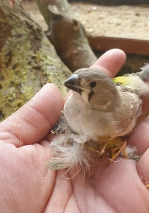 Zebrafinken abzugeben 