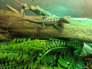 Bartagamen aus unserer Nachzucht 2026