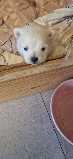 Pomeranian Zwergspitz  Bild 9