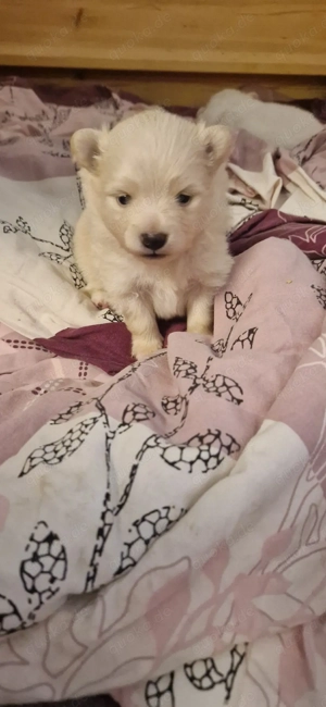 Pomeranian Zwergspitz  Bild 6