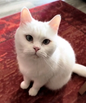 BKH Kitten kommen am 22 März 