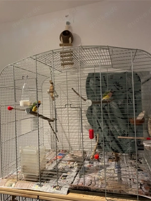 Goldamadienen mit käfig 50   