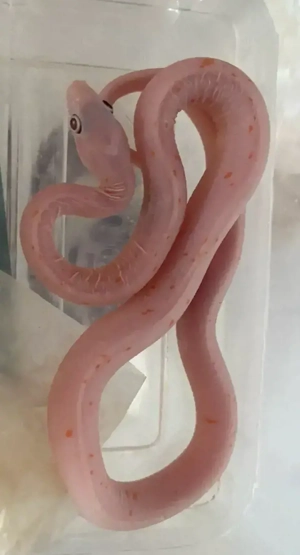 Kornnatter Scaleless Palmetto