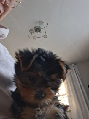 Verkaufe wunderschöne Yorkshire-Terrier-Welpen 