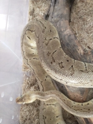 pinstripe lemonblast het clwon weibchen 