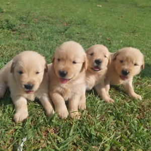Golden Retriever Welpen