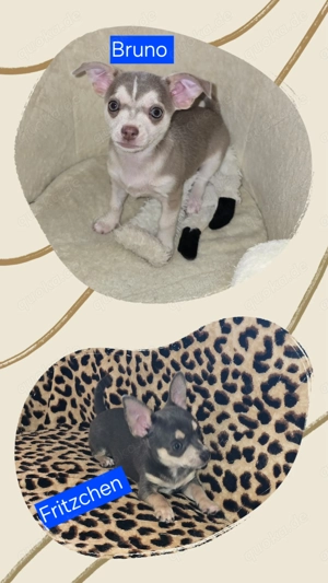 2 Welpen suchen ein neues zu Hause 