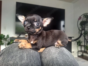 Chihuahua Mädchen Black and Tan