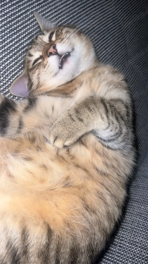 Verschmuster Kater Flöckchen zu verkaufen