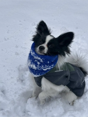 Deckrüde sucht passende Hündin   