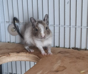 3 zuckersüße Degu-Jungs