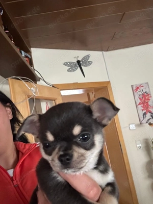 Chihuahua  Welpe Hündin zu verkaufen 