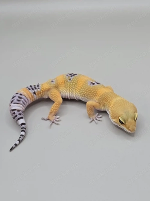 Leopardgecko 1.0 Black Night Mandarin Tangerine het Tremper 
