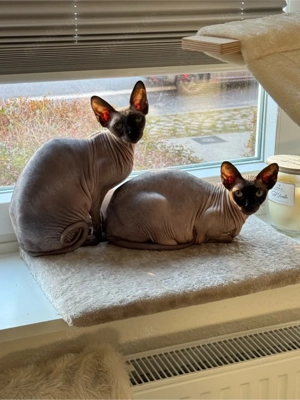 2 Sphynx Katzen