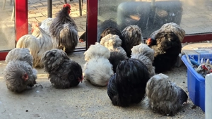 Zwergcochin blau, (Brut-) Eier