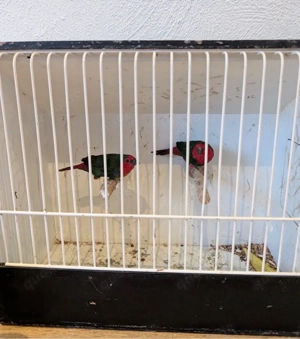 gouldamardinen ,papageiamadinen