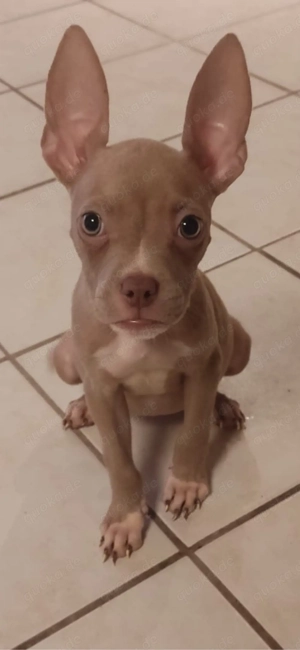 American Pocket Bully Hündin 