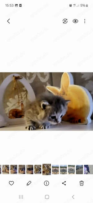 Baby Kitten. Mädchen. 