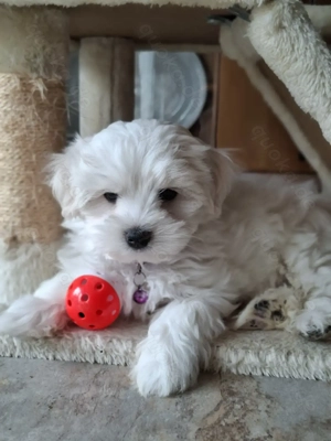 Malteser Welpe Rüde.