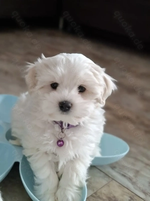 Malteser Welpe Rüde.