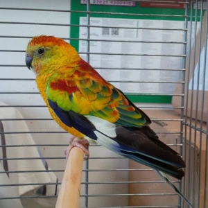 Singsittich Hahn abzugeben