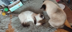  BKH  Seal  Point ! Prinzessin ! Reinrassig 