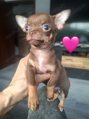 Chihuahua Welpen Weibchen Schoko Tan ( Braun )