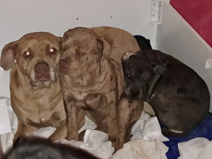 der letze kleine Raker aus unseren Wurf sucht lieben Platz 