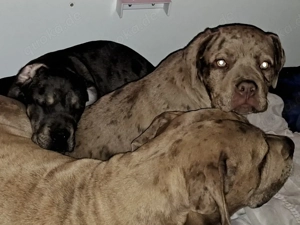 der letze kleine Raker aus unseren Wurf sucht lieben Platz  Bild 2