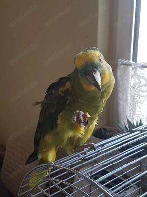 Blaustirnamazone männl. abzugeben