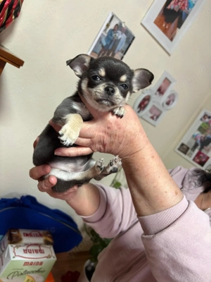 Chihuahua  Welpe Hündin zu verkaufen 