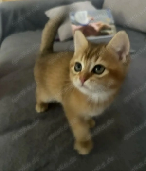 Reinrassiger, besonderer BKH-Kitten (11 Wochen) mit wunderschöner Farbe