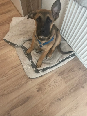 wegen umzug und job süssen schäferhund mischling ab zugeben