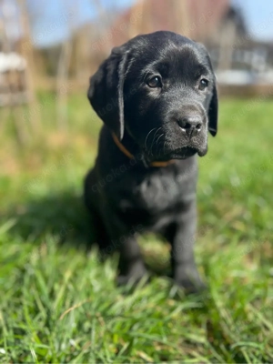 Labrador Welpen fast Abgabe bereit