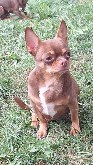 Chihuahua Deckrüde Schoko Tan ( Braun )