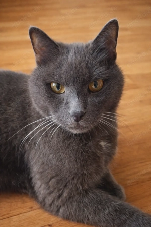 10 Jahre Britisch Kurzhaar Kartäuser Kater kastriert