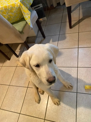 Labrador blond rüde