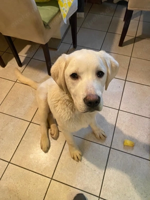 Labrador blond rüde