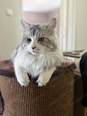 Maine Coon Deckkater  Aslan    wunderschöner Kater bietet Deckung an
