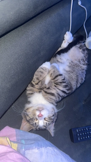 Junger Kater (geb. August 2025) sucht neues Zuhause Bild 3
