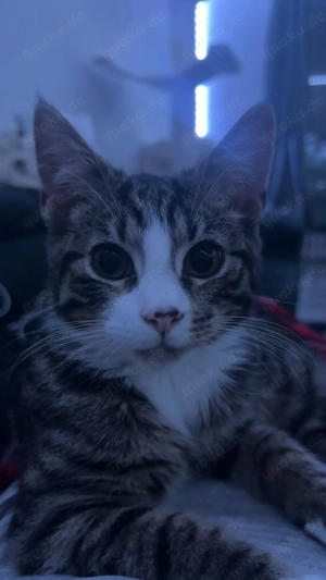 Junger Kater (geb. August 2025) sucht neues Zuhause Bild 4