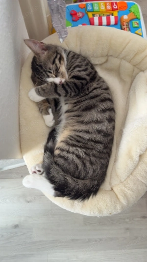 Junger Kater (geb. August 2025) sucht neues Zuhause Bild 2