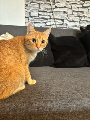 In gute Hände abzugeben 