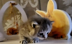 Baby Kitten. Mädchen. 