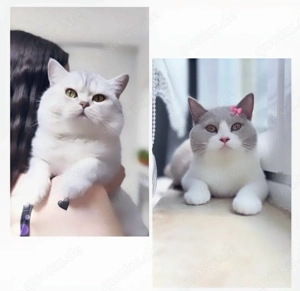 Zuckersüsse Reinrassige Bkh Kitten Bild 9