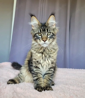 Süße Maine Coon Kätzchen suchen ein neues Zuhause