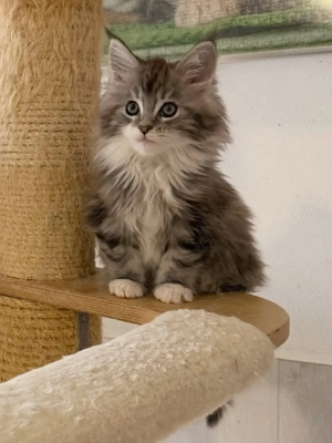 Meine reinrassigen Maine Coon Kätzchen