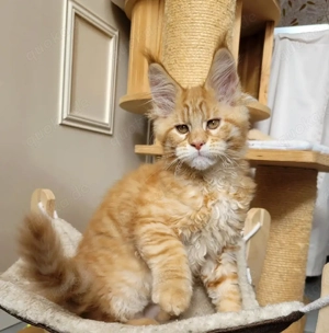 Süße Maine Coon Kätzchen suchen ein neues Zuhause