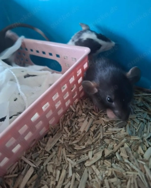 süsse Rattenbabys Männchen 
